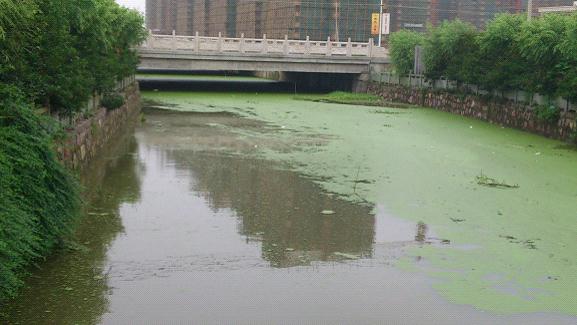 氨氮、磷超標(biāo)造成河流水體富營養(yǎng)